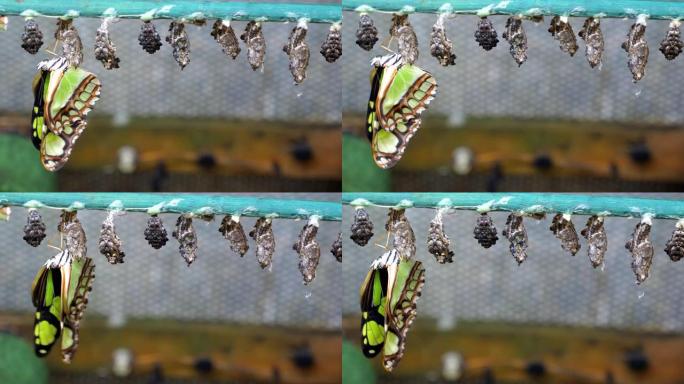 孔雀石蝴蝶从蛹中出来后干燥