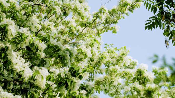 流苏树白色花瓣春游自然