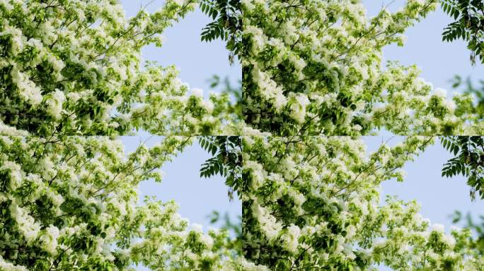 流苏树白色花瓣春游自然