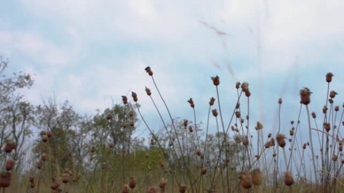 干杂草芽