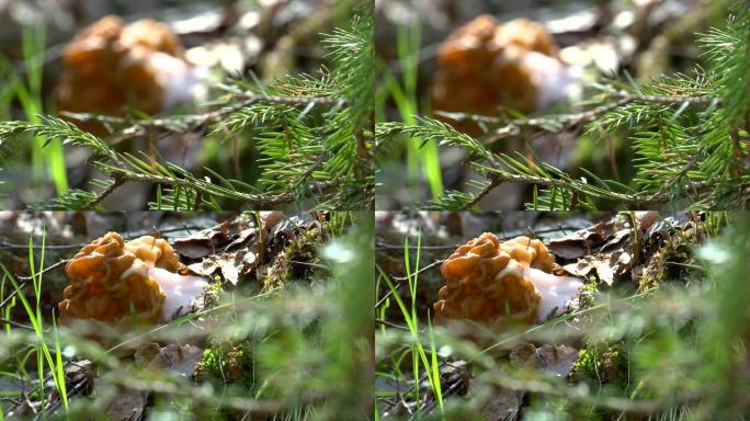 森林中的羊肚菌蘑菇