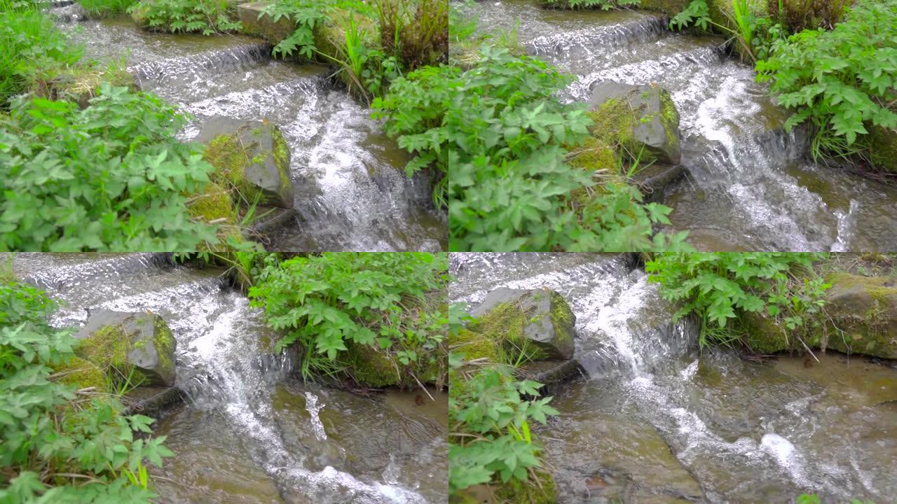 平静的春天阶梯状的水流在草和植物之间慢动作