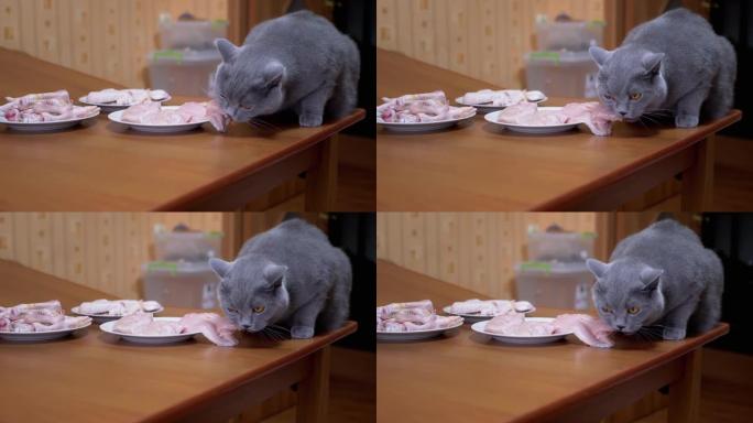 饥饿的英国猫在餐桌上啃，咬，新鲜的鸡排。宠物偷食物