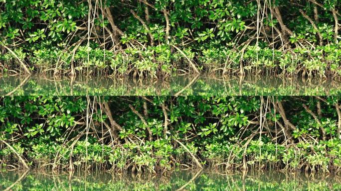 泰国crabeater猕猴坐在红树林深处