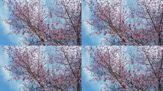 樱桃李，樱桃树在蓝天下开花