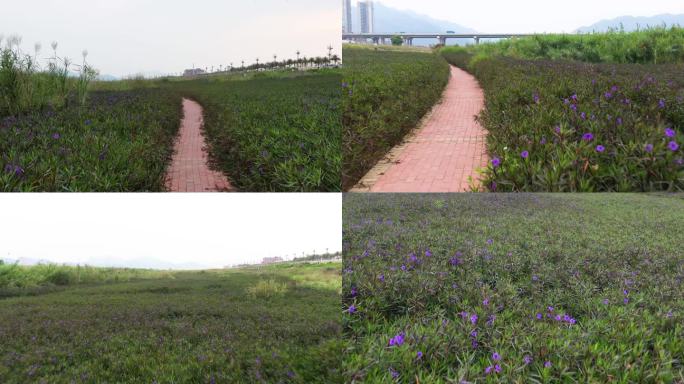 湖边西江边野花花草