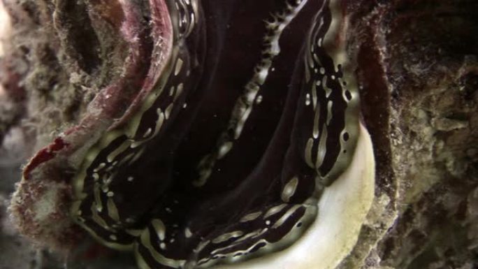 红海地幔沉重的鳞状巨蛤。