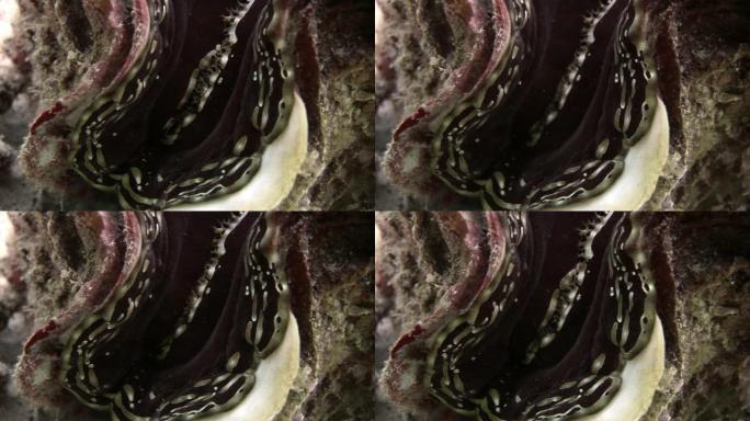 红海地幔沉重的鳞状巨蛤。