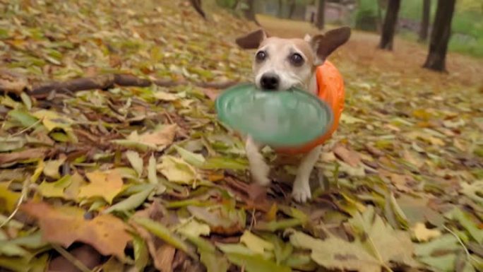 可爱的兴奋狗在秋季公园跑步，嘴里叼着蓝色圆盘玩具