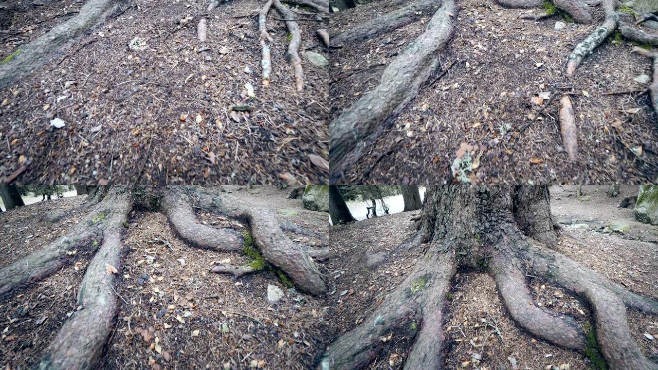 秋天森林中的老树根
