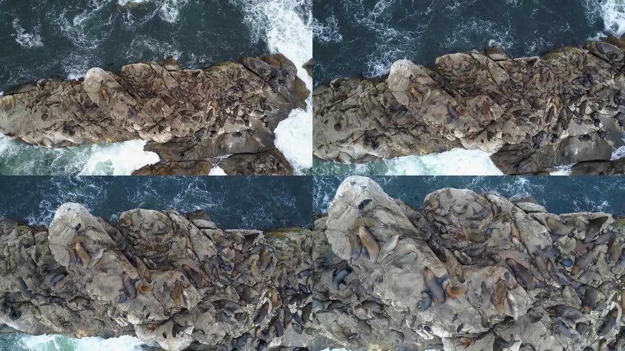 航拍画面查看阿塔卡马甜点的野生生命之美，这是一个由海狮和智利北部阿塔卡马地区令人惊叹的海鸟生活组成的