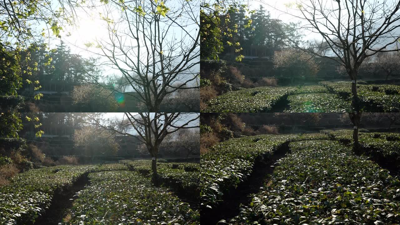 茶园中的梅花树生态环境秋日落叶自然景色