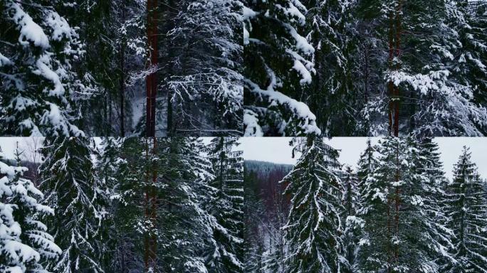 北极冬季林地暴风雪后，松树被大雪覆盖。关闭航拍画面。