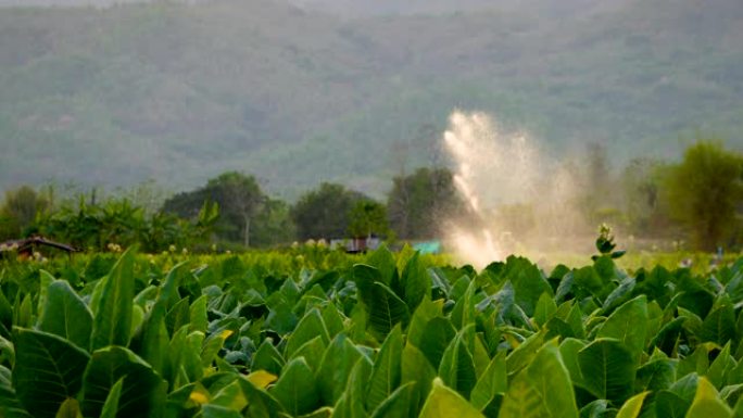 泰国农场的水施普林格在农业花园里浇灌烟田