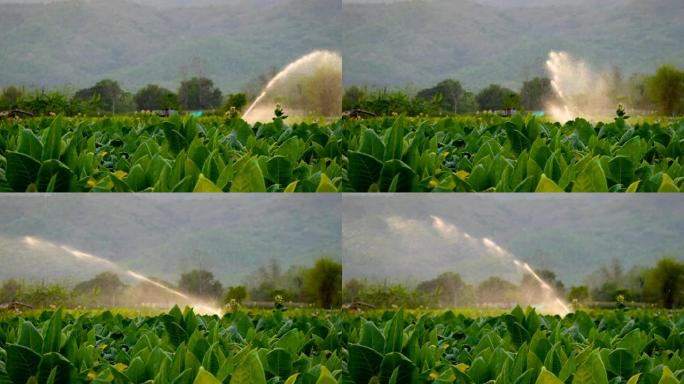 泰国农场的水施普林格在农业花园里浇灌烟田