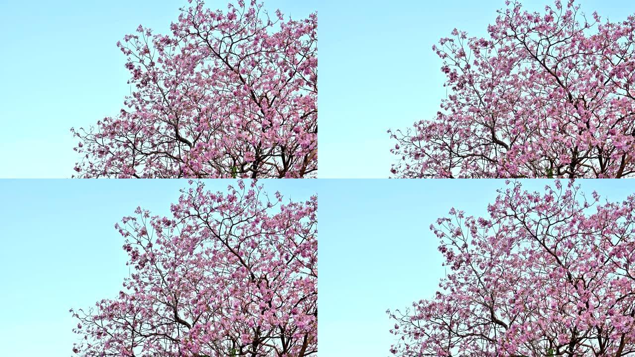 4K Sakura Thailand或Prunus Cesacoides on blue sky