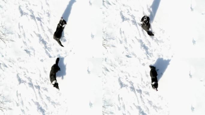 边境牧羊犬试图在雪地里捕捉无人机的鸟瞰图。西班牙。