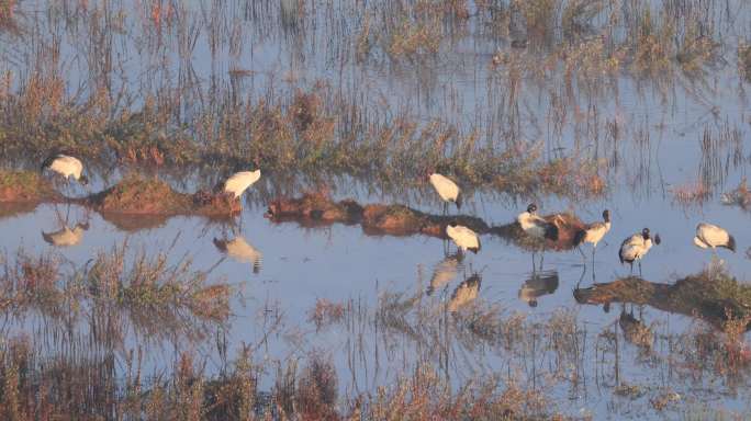 黑颈鹤在湿地觅食的画面