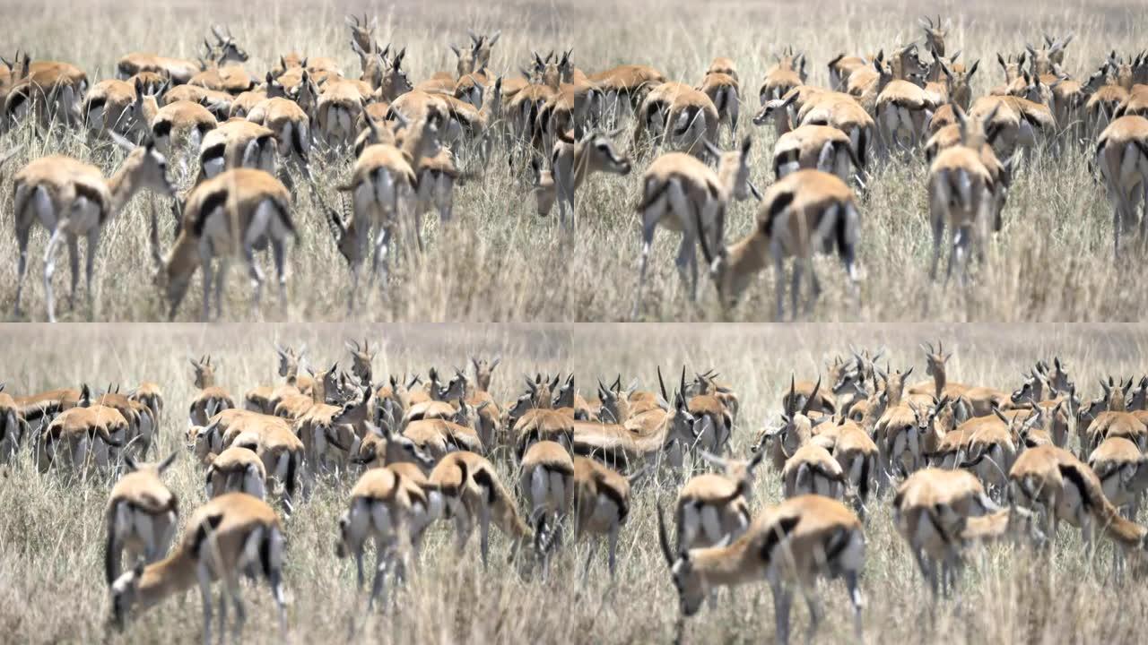 4K 60p在塞伦盖蒂的瞪羚群近距离拍摄
