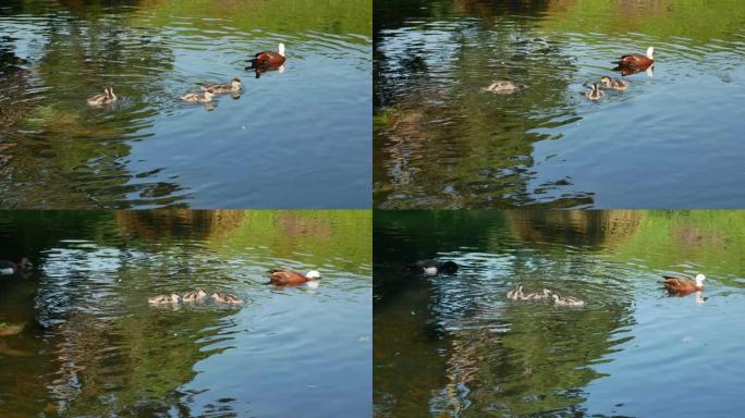 绿头鸭的婴儿跟随妈妈在基督城植物园的河里游泳