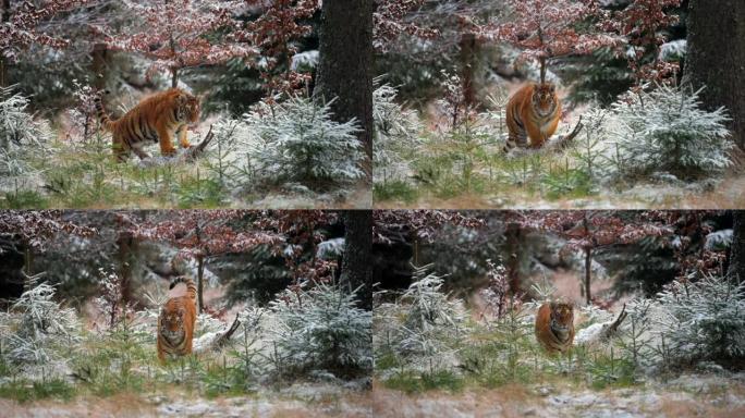 冬季森林中的西伯利亚虎 (Panthera tigris altaica) 的雌性。慢动作。野外的大