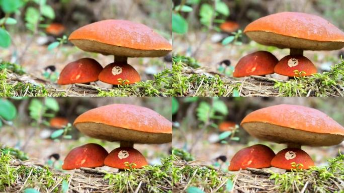 秋天的蘑菇白杨森林。金叶草。红盖的sc茎。可食用牛肝菌。森林里采摘的蘑菇。苔藓森林基质中生长着一个大