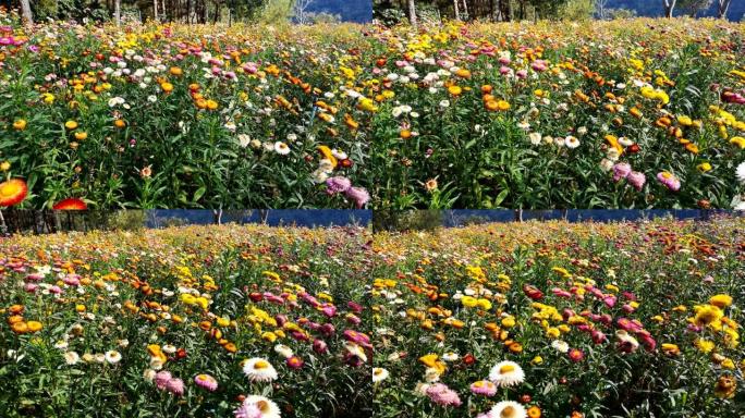 美丽的草花，永恒的花田在Phu Hin Rongkra公园，Phitsanulok，泰国。