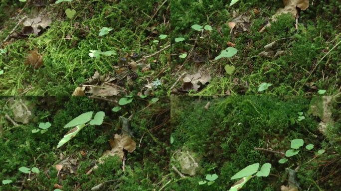 无缝绿色自然草坪草纹理。泥炭藓特写。苔藓在干燥的叶子上蔓延。