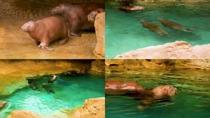 一群海象在水中游泳 两条鱼在海里游动 在水中游泳的海狮