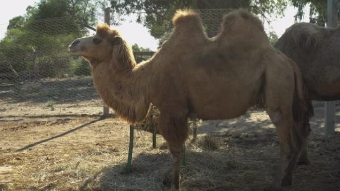 双峰驼咀嚼干草。开阔天空下的非洲动物园里的骆驼。意志之外的动物