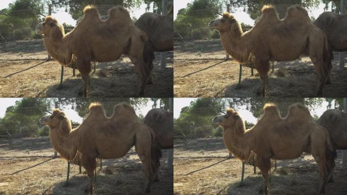 双峰驼咀嚼干草。开阔天空下的非洲动物园里的骆驼。意志之外的动物