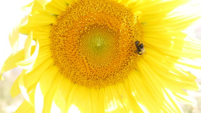 向日葵与蜜蜂的特写