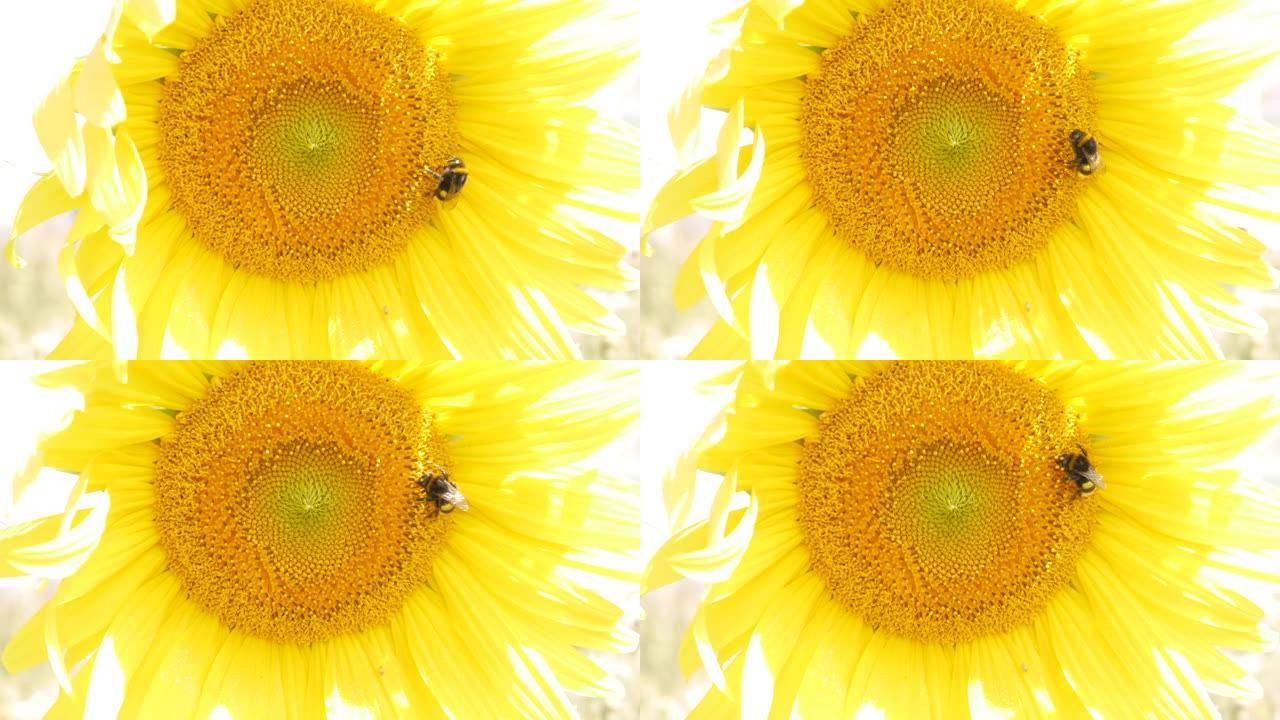 向日葵与蜜蜂的特写