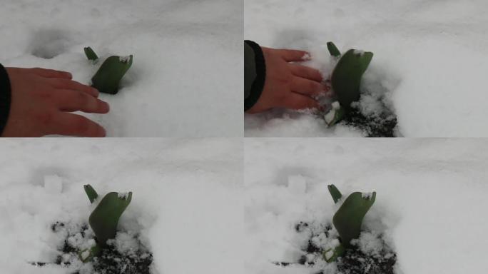 郁金香被雪覆盖