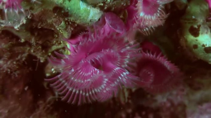海底的海洋生物羽毛掸子蠕虫。