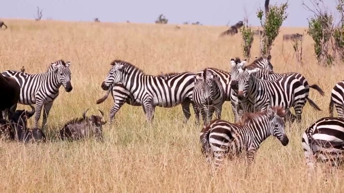 一头大象在吃草 一群斑马在玩耍 一只老虎盯着前方