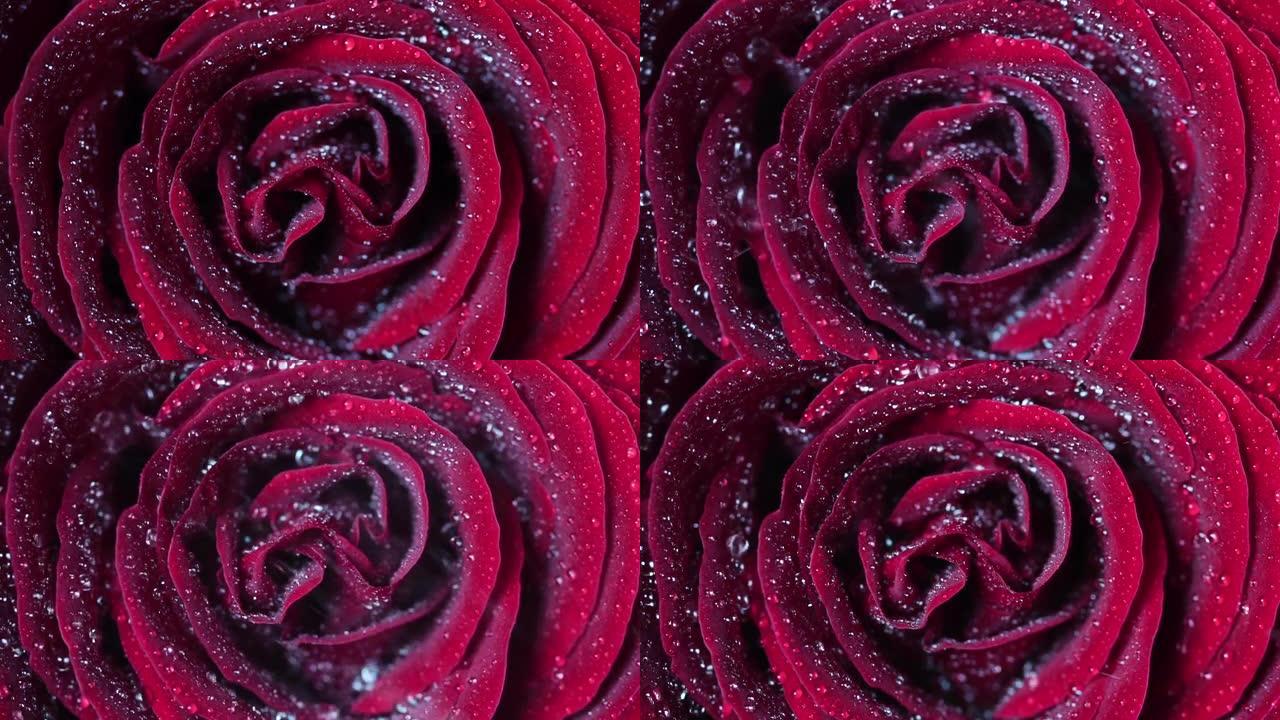 红色玫瑰花瓣上喷水的慢动作宏观视图