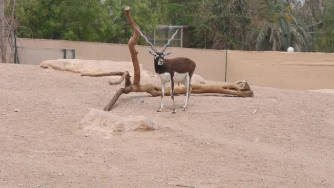 一只雄性和雌性印度黑鹿摇动它的鹿角 (角) 并一起行走 (Antilope cervicapra)。