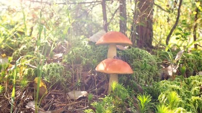 秋天的蘑菇白杨森林。金叶草。红盖的sc茎。可食用牛肝菌。森林里采摘的蘑菇。在苔藓森林基质中生长了两个