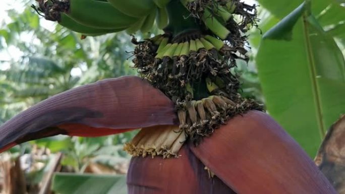 香蕉棕榈。拉帕尔玛岛上的香蕉种植园。