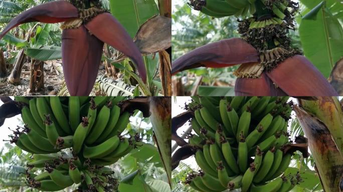 香蕉棕榈。拉帕尔玛岛上的香蕉种植园。