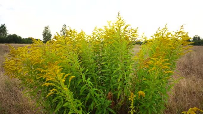 田间生长的黄色有毒植物加拿大一枝花，背景