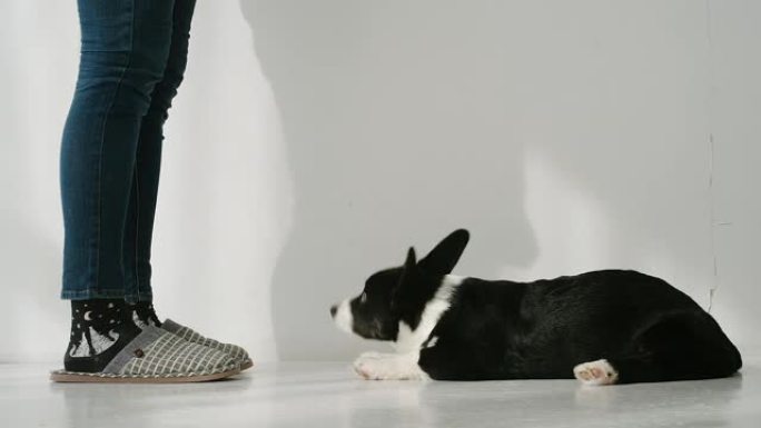 慢动作: 黑色和白色柯基犬躺在女人的腿前，穿着深色牛仔裤和拖鞋在室内-前视图