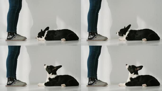 慢动作: 黑色和白色柯基犬躺在女人的腿前，穿着深色牛仔裤和拖鞋在室内-前视图