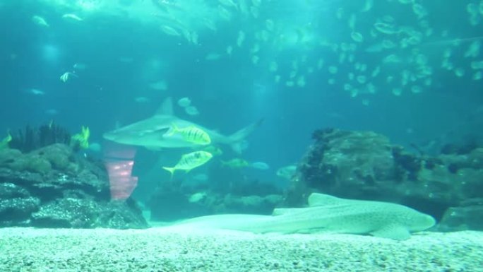 海底世界，一条鲨鱼在一个巨大的水族馆里游泳，一条大斑点鱼躺在水族馆的底部，小黄鱼在周围游泳