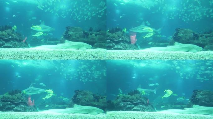 海底世界，一条鲨鱼在一个巨大的水族馆里游泳，一条大斑点鱼躺在水族馆的底部，小黄鱼在周围游泳