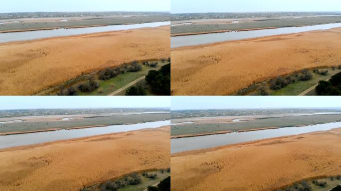 无人机飞起并拍摄沿着小湖沿岸生长的黄色干芦苇的视频