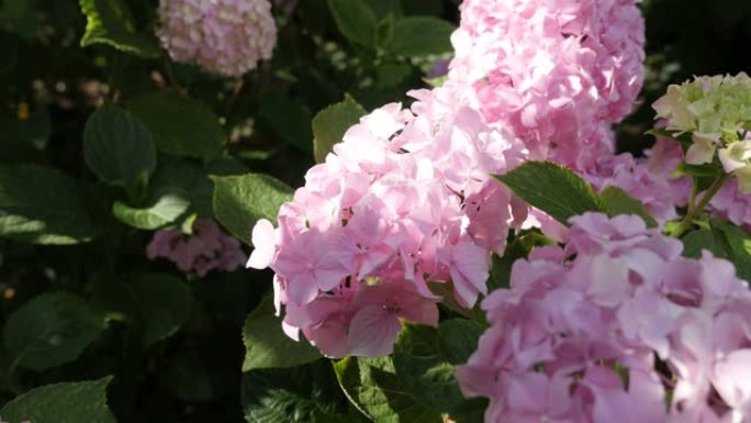 花园4K中绣球花的粉红色小芽花瓣