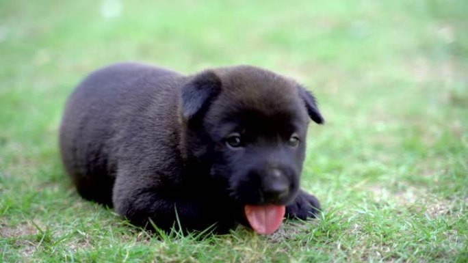 可爱的黑色小狗躺在绿色的草地上。