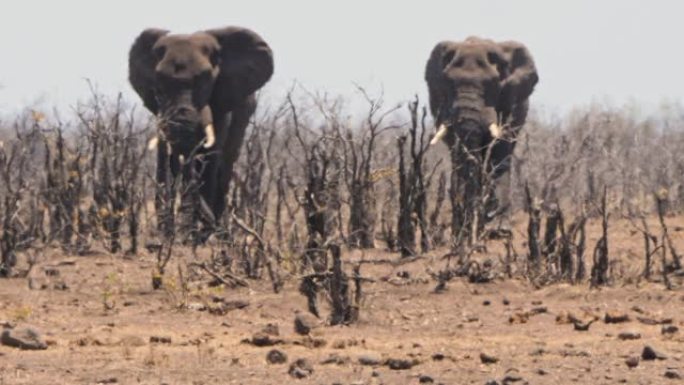 两只大公象从灌木丛中接近